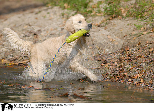 Golden Retriever apportiert Dummy / Golden Retriever retrieve Dummy / MR-01117