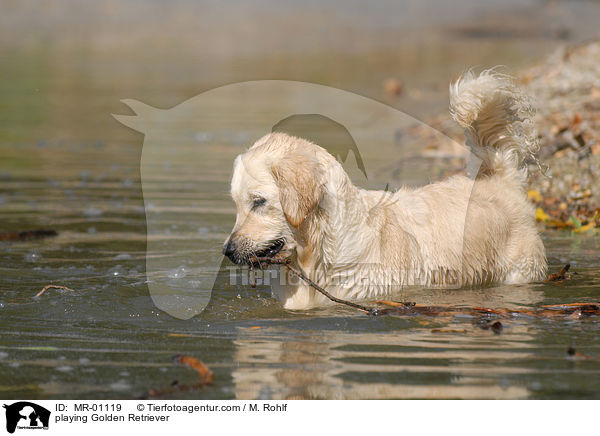 spielender Golden Retriever / playing Golden Retriever / MR-01119