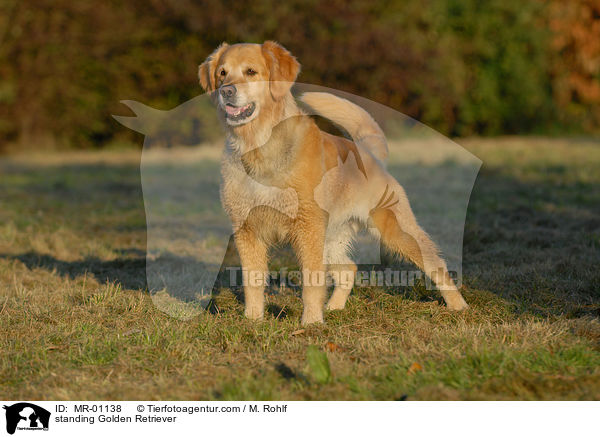 stehender Golden Retriever / standing Golden Retriever / MR-01138