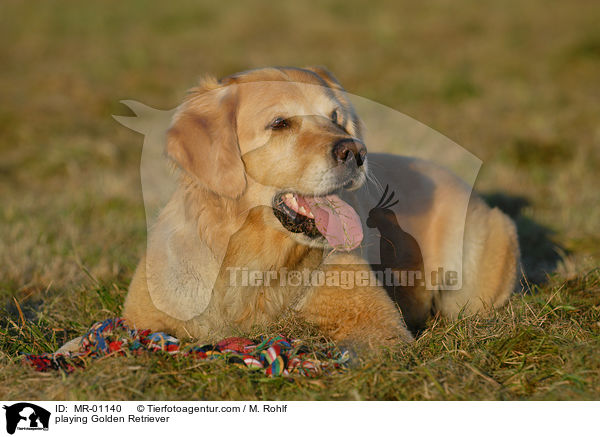 spielender Golden Retriever / playing Golden Retriever / MR-01140