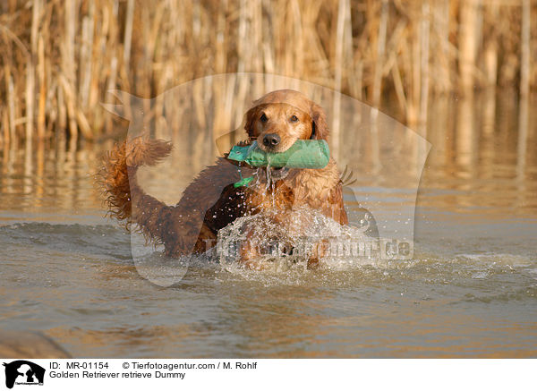 Golden Retriever apportiert Dummy / Golden Retriever retrieve Dummy / MR-01154