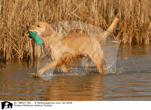 Golden Retriever apportiert Dummy / Golden Retriever retrieve Dummy / MR-01159