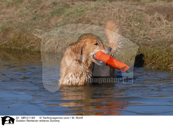 Golden Retriever apportiert Dummy / Golden Retriever retrieve Dummy / MR-01186