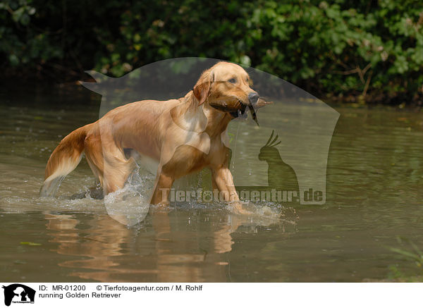 rennender Golden Retriever / running Golden Retriever / MR-01200