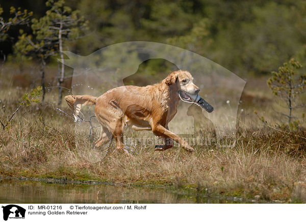 rennender Golden Retriever / running Golden Retriever / MR-01216