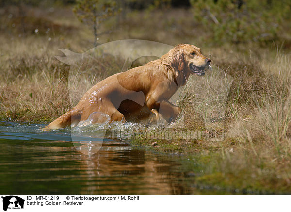 badender Golden Retriever / bathing Golden Retriever / MR-01219
