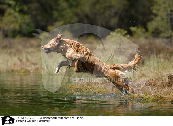 badender Golden Retriever / bathing Golden Retriever / MR-01222