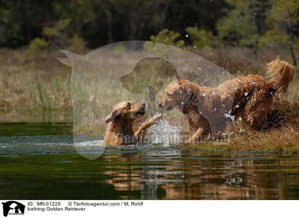 badender Golden Retriever / bathing Golden Retriever / MR-01225
