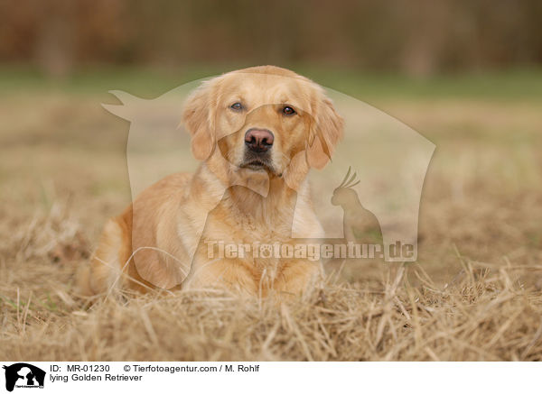 liegender Golden Retriever / lying Golden Retriever / MR-01230
