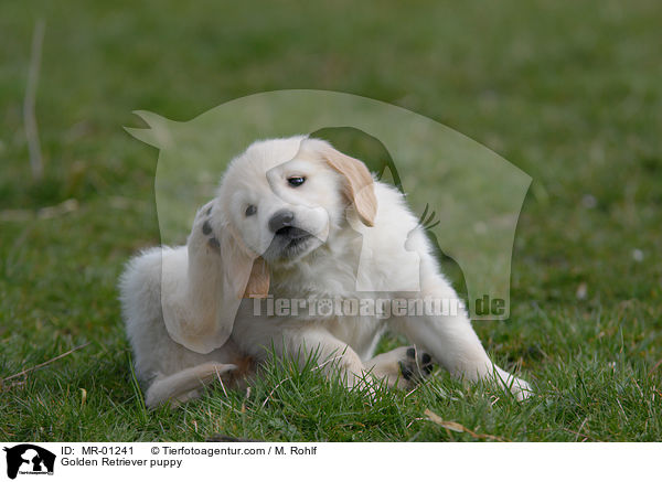 Golden Retriever Welpe / Golden Retriever puppy / MR-01241