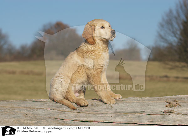 Golden Retriever Welpe / Golden Retriever puppy / MR-02020