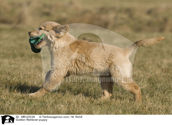 Golden Retriever Welpe / Golden Retriever puppy / MR-02036