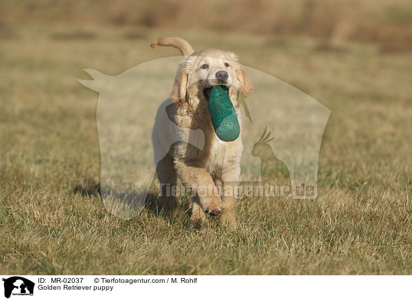Golden Retriever Welpe / Golden Retriever puppy / MR-02037
