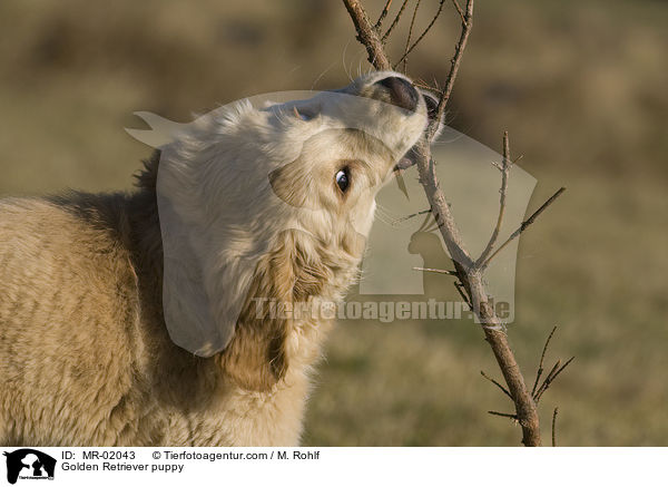 Golden Retriever Welpe / Golden Retriever puppy / MR-02043