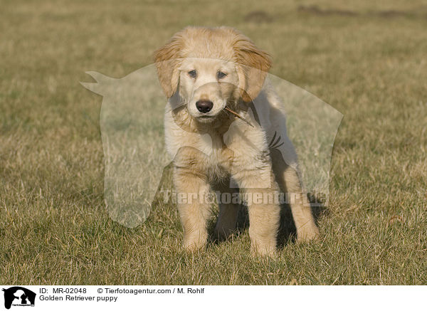 Golden Retriever Welpe / Golden Retriever puppy / MR-02048