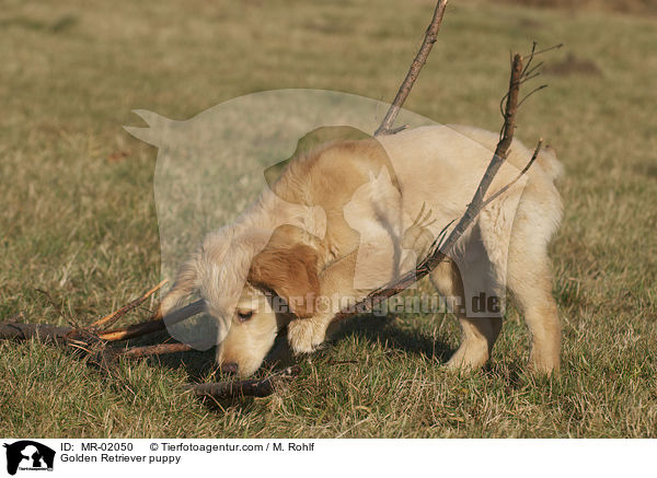 Golden Retriever Welpe / Golden Retriever puppy / MR-02050