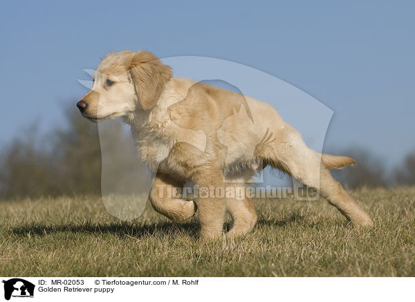 Golden Retriever Welpe / Golden Retriever puppy / MR-02053
