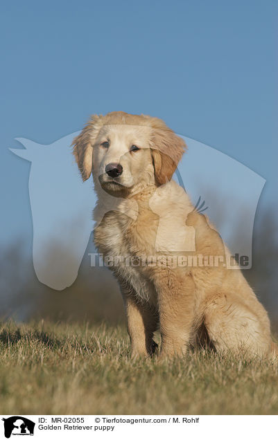 Golden Retriever Welpe / Golden Retriever puppy / MR-02055