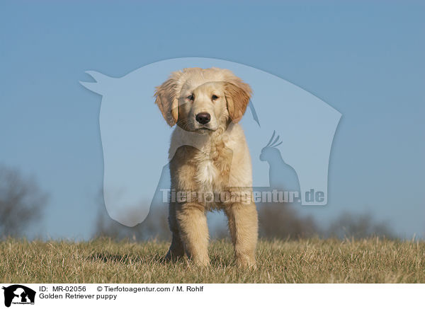 Golden Retriever Welpe / Golden Retriever puppy / MR-02056