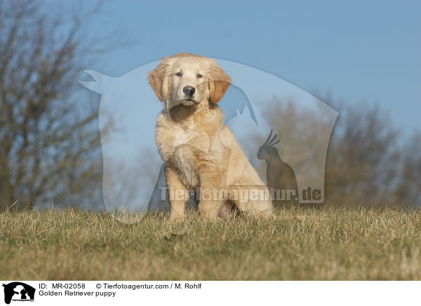 Golden Retriever Welpe / Golden Retriever puppy / MR-02058