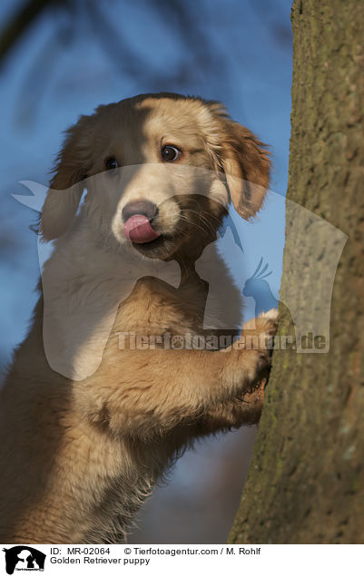 Golden Retriever Welpe / Golden Retriever puppy / MR-02064