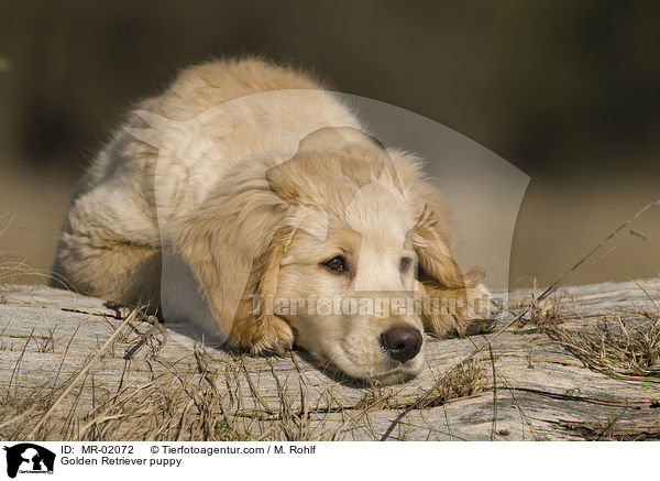 Golden Retriever Welpe / Golden Retriever puppy / MR-02072