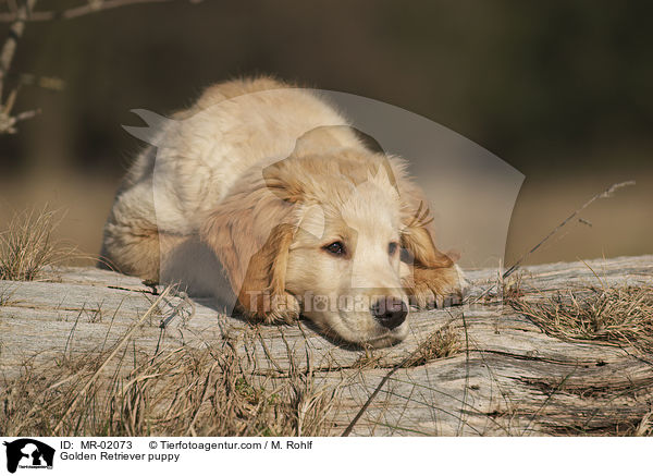 Golden Retriever Welpe / Golden Retriever puppy / MR-02073