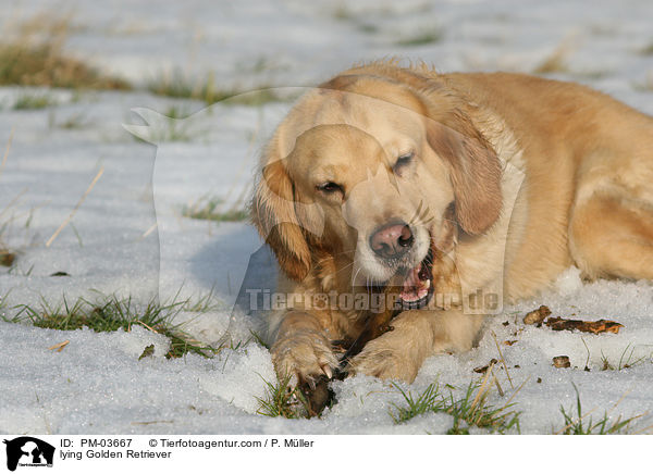 liegender Golden Retriever / lying Golden Retriever / PM-03667