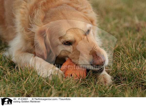 fressender Golden Retriever / eating Golden Retriever / IF-03661