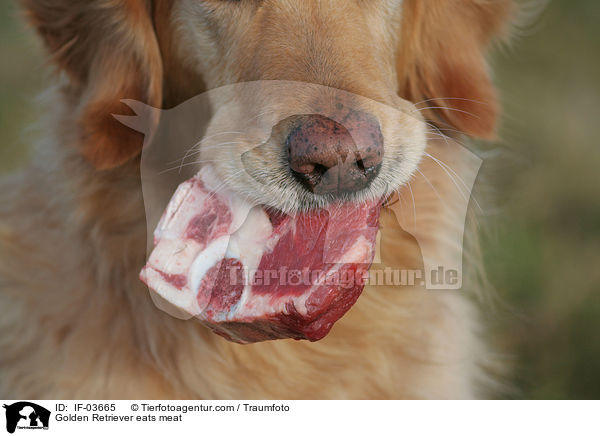 Golden Retriever frisst Fleisch / Golden Retriever eats meat / IF-03665