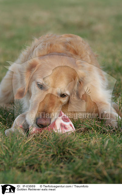 Golden Retriever frisst Fleisch / Golden Retriever eats meat / IF-03669