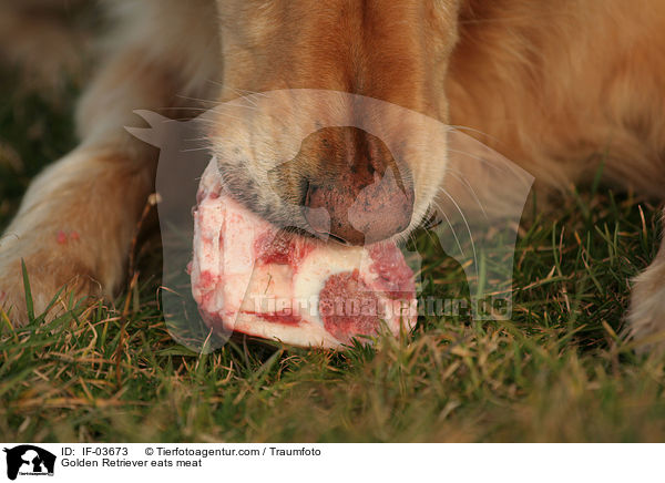 Golden Retriever eats meat / IF-03673