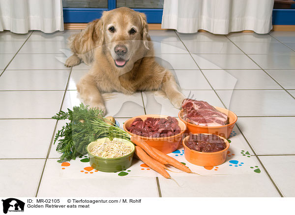 Golden Retriever frit Fleisch / Golden Retriever eats meat / MR-02105