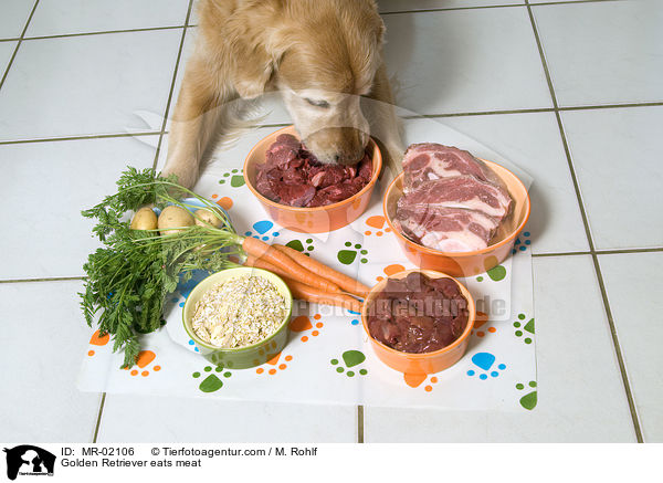 Golden Retriever frit Fleisch / Golden Retriever eats meat / MR-02106