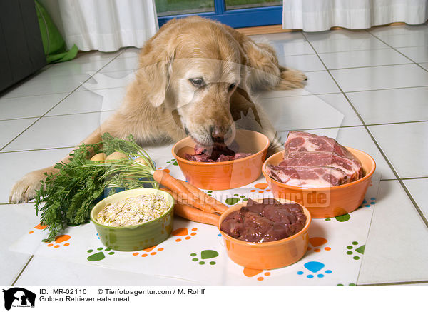 Golden Retriever frit Fleisch / Golden Retriever eats meat / MR-02110