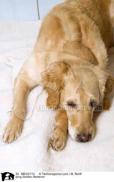 liegender Golden Retriever / lying Golden Retriever / MR-02113
