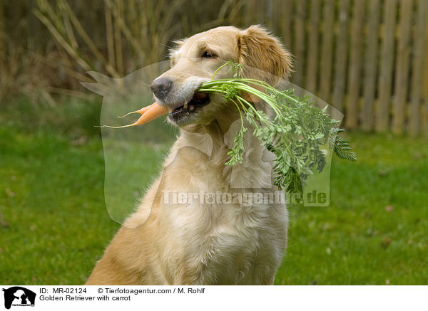 Golden Retriever mit Mhre / Golden Retriever with carrot / MR-02124