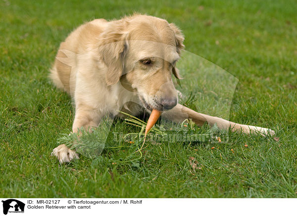 Golden Retriever mit Mhre / Golden Retriever with carrot / MR-02127