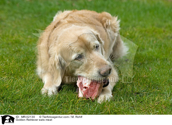 Golden Retriever frit Fleisch / Golden Retriever eats meat / MR-02130