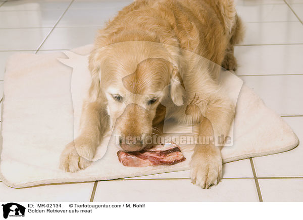 Golden Retriever frit Fleisch / Golden Retriever eats meat / MR-02134