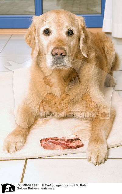 Golden Retriever frit Fleisch / Golden Retriever eats meat / MR-02135
