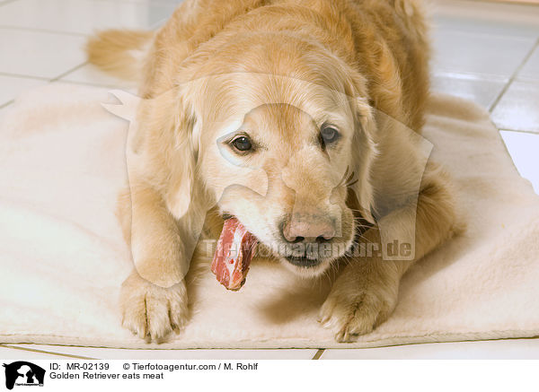 Golden Retriever frit Fleisch / Golden Retriever eats meat / MR-02139