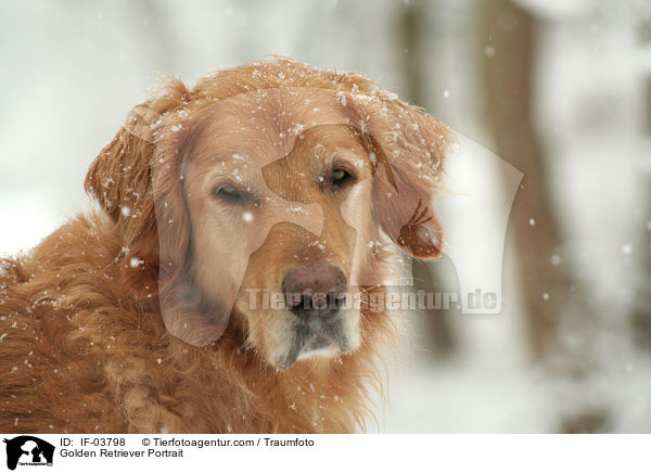 Golden Retriever Portrait / Golden Retriever Portrait / IF-03798