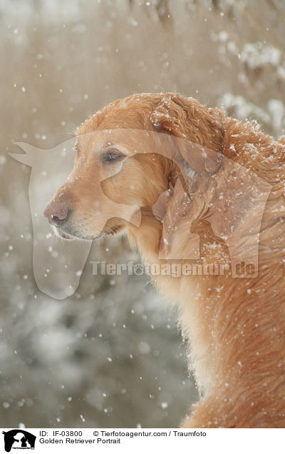 Golden Retriever Portrait / Golden Retriever Portrait / IF-03800