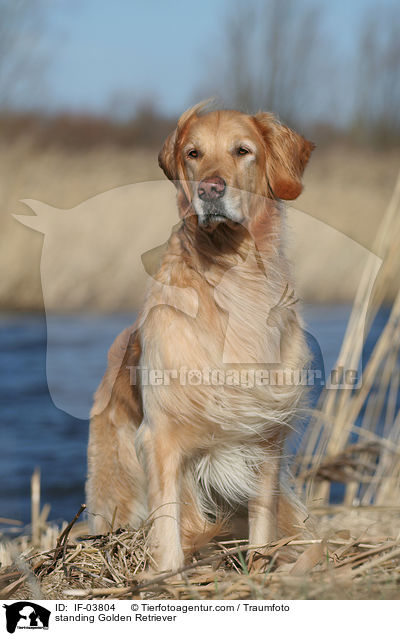 stehender Golden Retriever / standing Golden Retriever / IF-03804