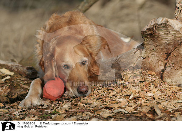 liegender Golden Retriever / lying Golden Retriever / IF-03809