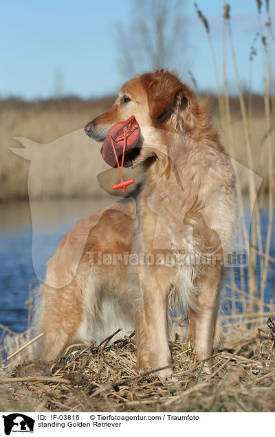 stehender Golden Retriever / standing Golden Retriever / IF-03816