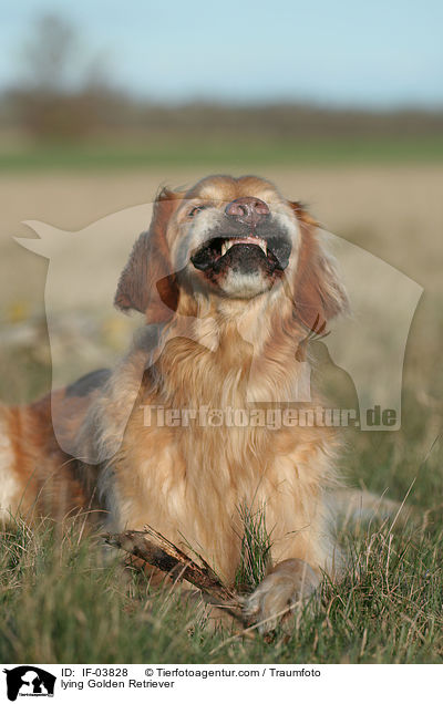 liegender Golden Retriever / lying Golden Retriever / IF-03828