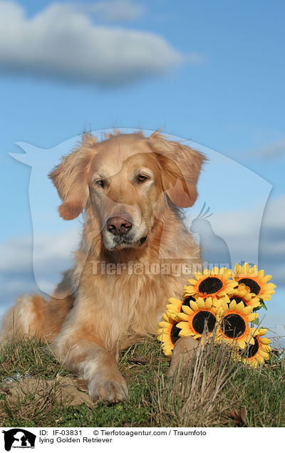 liegender Golden Retriever / lying Golden Retriever / IF-03831