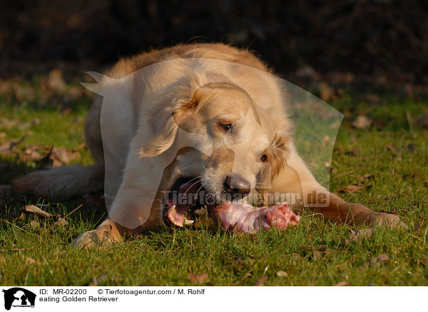 fressender Golden Retriever / eating Golden Retriever / MR-02200